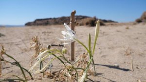 Ayvalık'ın kum zambaklarında çiçek zamanı