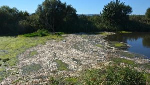 Bakırçay'da binlerce ölü balık kıyıya vurdu