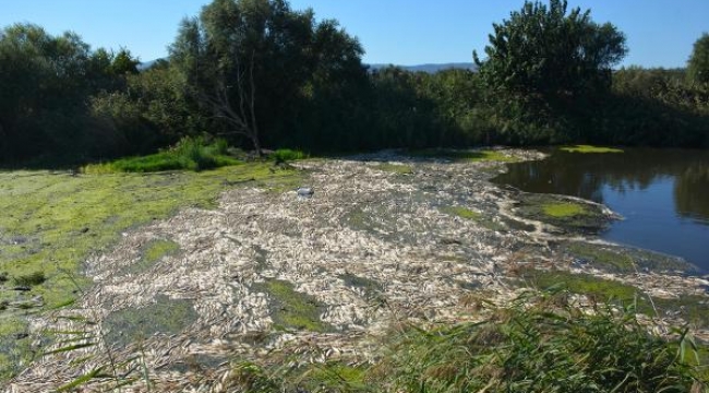Bakırçay'da binlerce ölü balık kıyıya vurdu