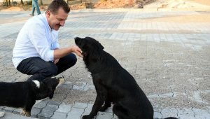 Balıkesir'de can dostlar için 'Pati Kart' uygulaması