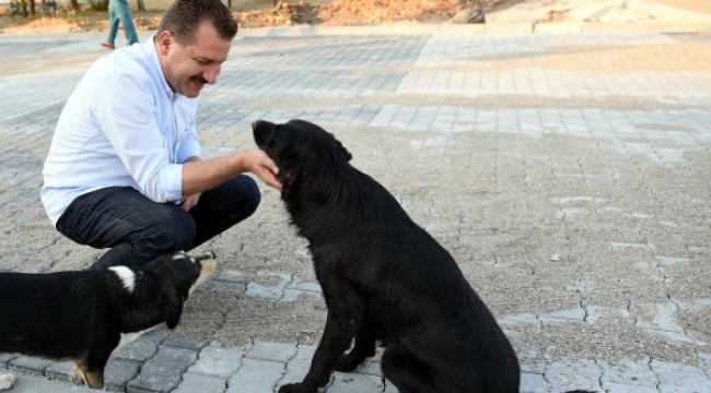 Balıkesir'de can dostlar için 'Pati Kart' uygulaması