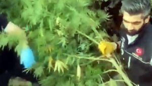 Besi çiftliğinde uyuşturucu baskını