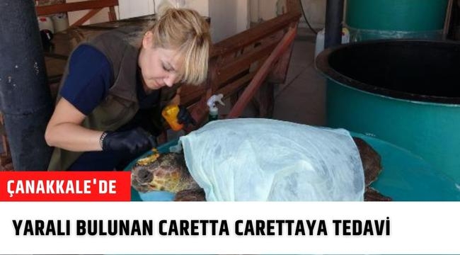 Çanakkale'de yaralı bulunan caretta carettaya tedavi