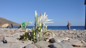 Datçalılar kum zambaklarını korumaya aldı