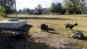 Denizli'de 8 asırlık yarışmanın simgesi heykellere zarar verildi