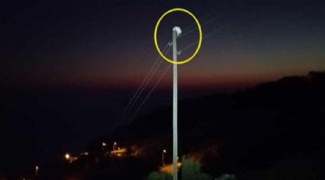 Elektrik direğinde mahsur kalan kedi kurtarıldı