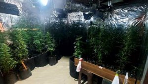 Evde düzenek kurup kenevir yetiştiriyorlardı