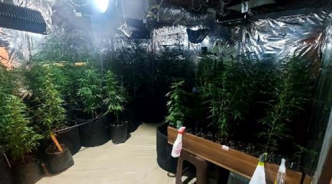 Evde düzenek kurup kenevir yetiştiriyorlardı