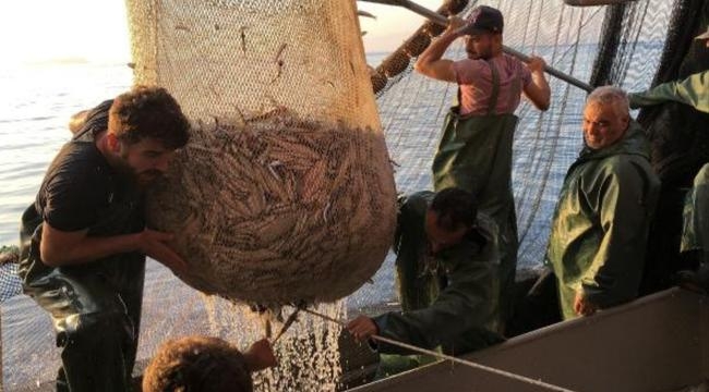 İzmir'de balıkçılar 'Vira bismillah' dedi, ağlardan tirsi ve sardalya çıktı
