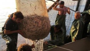 İzmir'de balıkçılar 'Vira bismillah' dedi, ağlardan tirsi ve sardalya çıktı