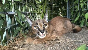 Karakulak 'Defne', doğaya bırakıldı