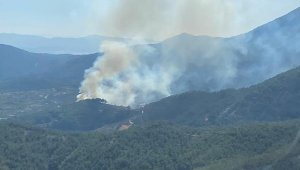 Kemalpaşa'da orman yangını