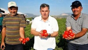 Kınık kuru domatesi coğrafi işaret aldı