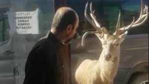 Kızıl geyik restoran önüne gelip yiyecek bekliyor