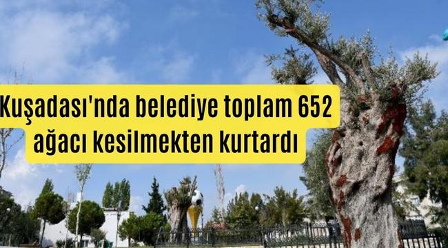 Kuşadası'nda belediye toplam 652 ağacı kesilmekten kurtardı
