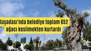 Kuşadası'nda belediye toplam 652 ağacı kesilmekten kurtardı