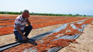 Manisa'da sağanak üzüm bağlarını vurdu