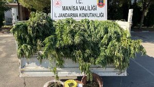 Meyve ağaçlarının arasında uyuşturucu ve kenevir