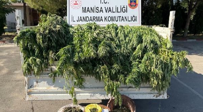 Meyve ağaçlarının arasında uyuşturucu ve kenevir