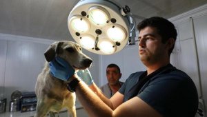 Narlıdere'de can dostlara özel ilgi