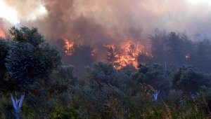 Orman yangını çıkarmaktan 5 yıl hapis cezası almıştı, beraat etti