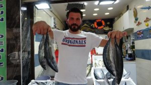 Palamut yarı yarıya düştü