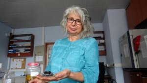 Saros Körfezi kıyılarında görülen caretta caretta sayısı arttı