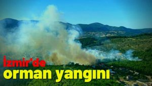 Tütsü yapan arıcı ormanı yaktı 