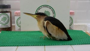 Yaralı balaban kuşu, fizik tedaviyle sağlık buldu