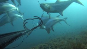 1 metrelik balıklar etrafını sardı! O anlar kamerada