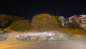 Aç kalan domuzlar yerleşim yerine indi