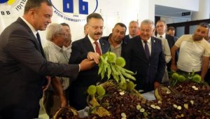 Aydın'da sezonun ilk kestanesi, kilosu 250 liradan alındı