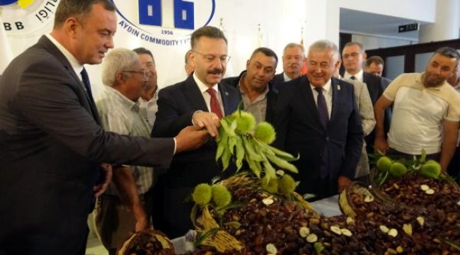 Aydın'da sezonun ilk kestanesi, kilosu 250 liradan alındı