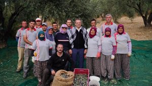 Ayvalık'ta belediye zeytinliklerinin ilk hasadı yapıldı