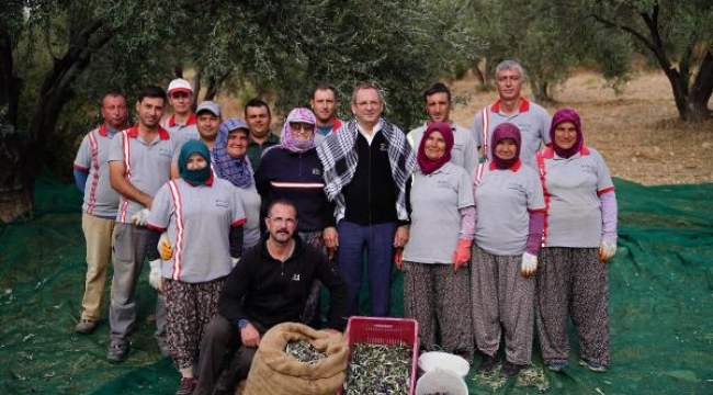 Ayvalık'ta belediye zeytinliklerinin ilk hasadı yapıldı