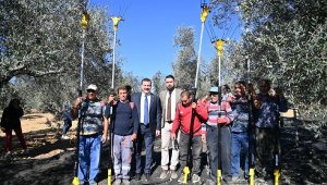 Balıkesir Belediye Başkanı Yılmaz, zeytin hasadına katıldı