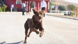 Balıkesir'in 'Ateş'i hayat kurtaracak