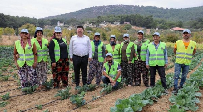 Bucalı çiftçiler belediye desteğiyle kış sezonunun ilk hasadını yaptı