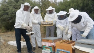 Bornova'da bal sağımı başladı