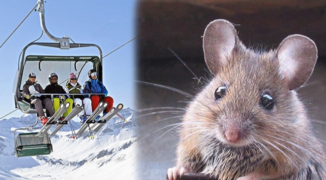Bozdağ Kayak Merkezi'nde kumanda odasını fareler kemirdi