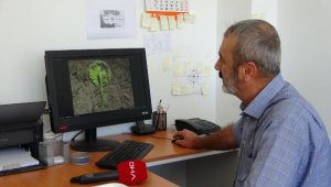 Çayır tırtılıyla etkin mücadele ayçiçeğinde verim kaybını düşürdü