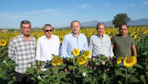 Didim Belediyesi'nin ektiği ayçiçekleri hasada hazır