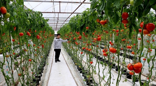 Dünyanın en büyük jeotermal serası Balıkesir'e..