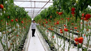 Dünyanın en büyük jeotermal serası Balıkesir'e..