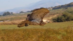 Göç yolunda bitkin düşen yılan kartalına bakım ve tedavi