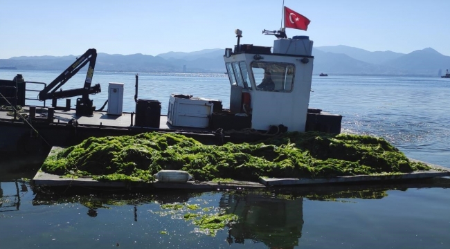 İzmir Körfezi'ni deniz marulu sardı