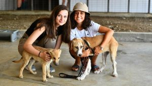 İzmir'de sokak hayvanlarının hakları için çalıştay yapılacak
