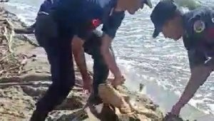 Karaya vuran caretta carettaya jandarmadan yardım eli