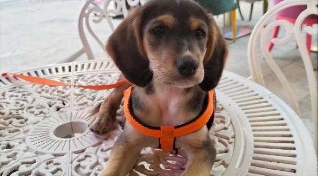 Kayıp köpeği 'Latte' için 5 bin lira ödül koydu