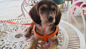 Kayıp köpeği 'Latte' için 5 bin lira ödül koydu